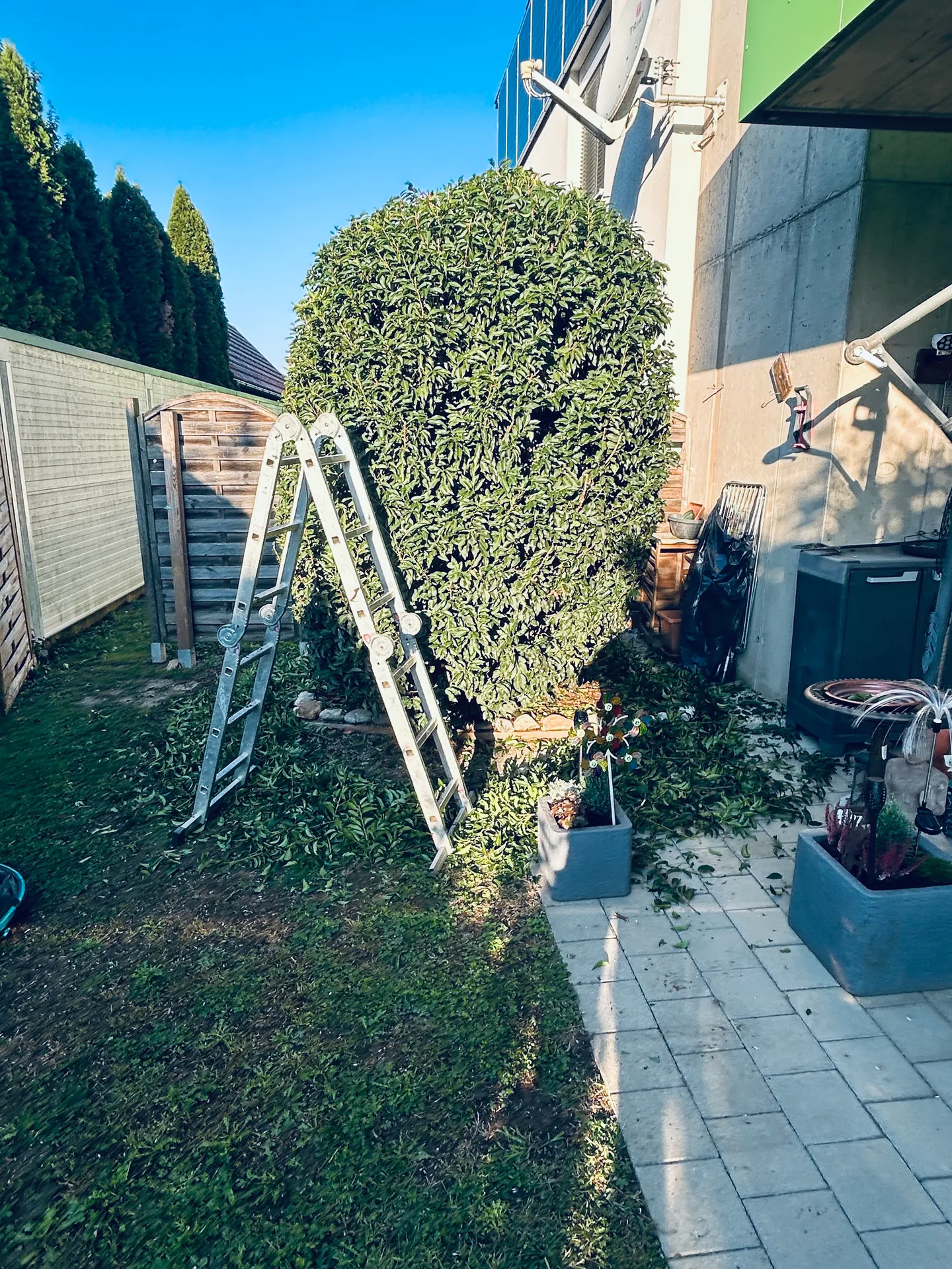 Zurückgeschnittene Hecke und Leiter beim Einsatz in Wagna
