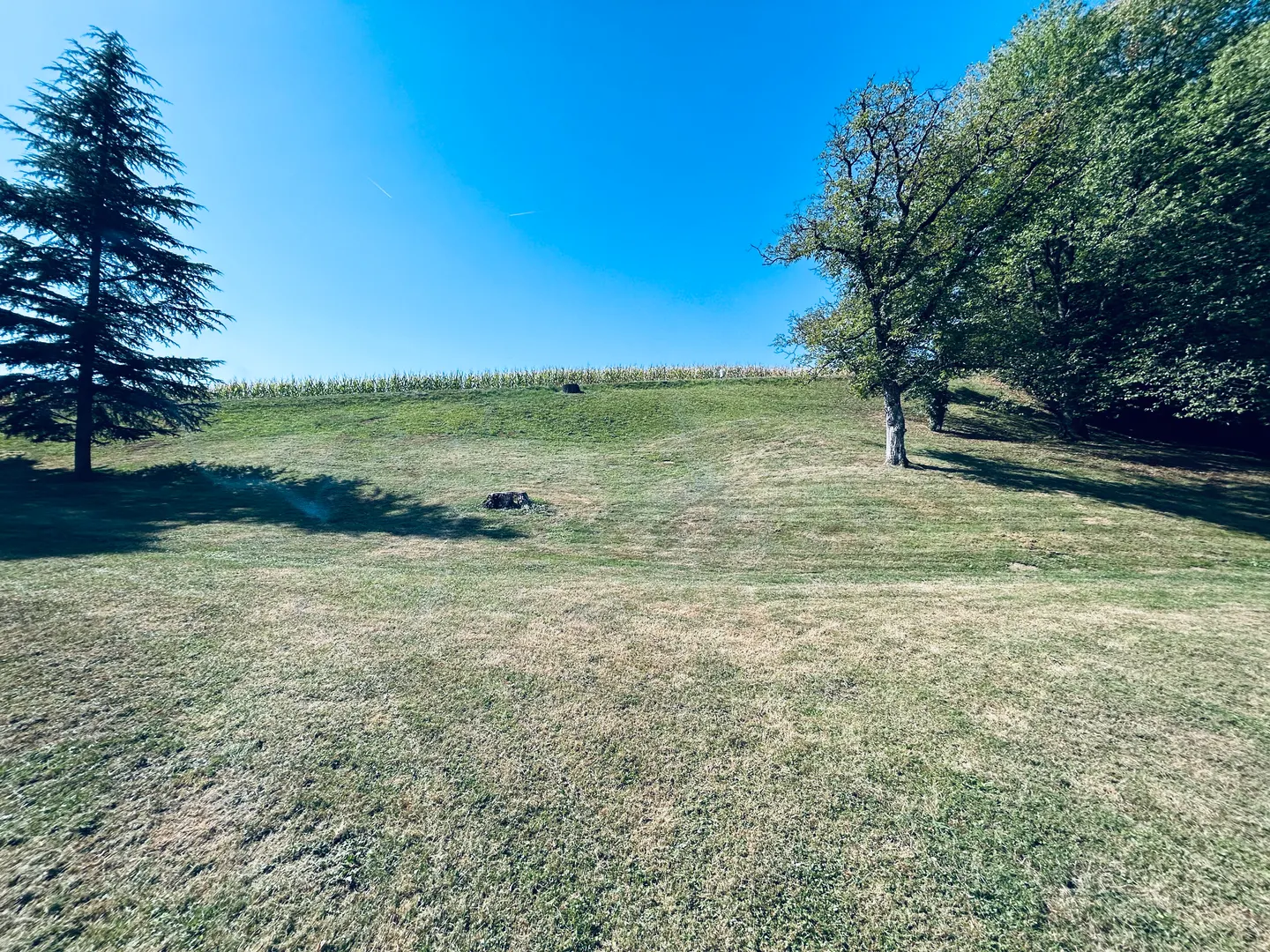 Bearbeitete Grünfläche mit Baum am Rand in Bärndorf