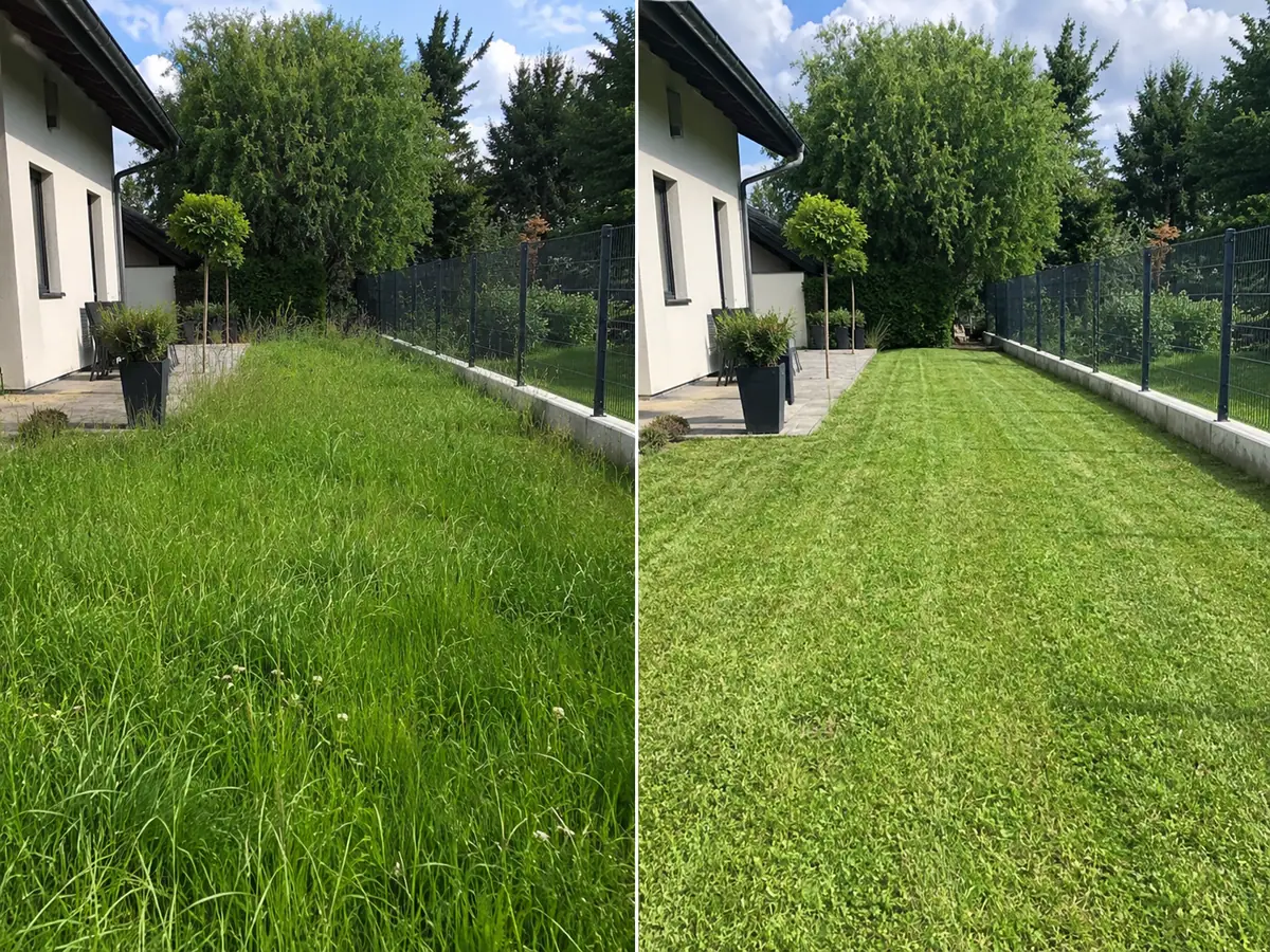 Vorher-Nachher-Vergleich einer überwachsenen Rasenfläche nach der Gartenpflege im Raum Leibnitz